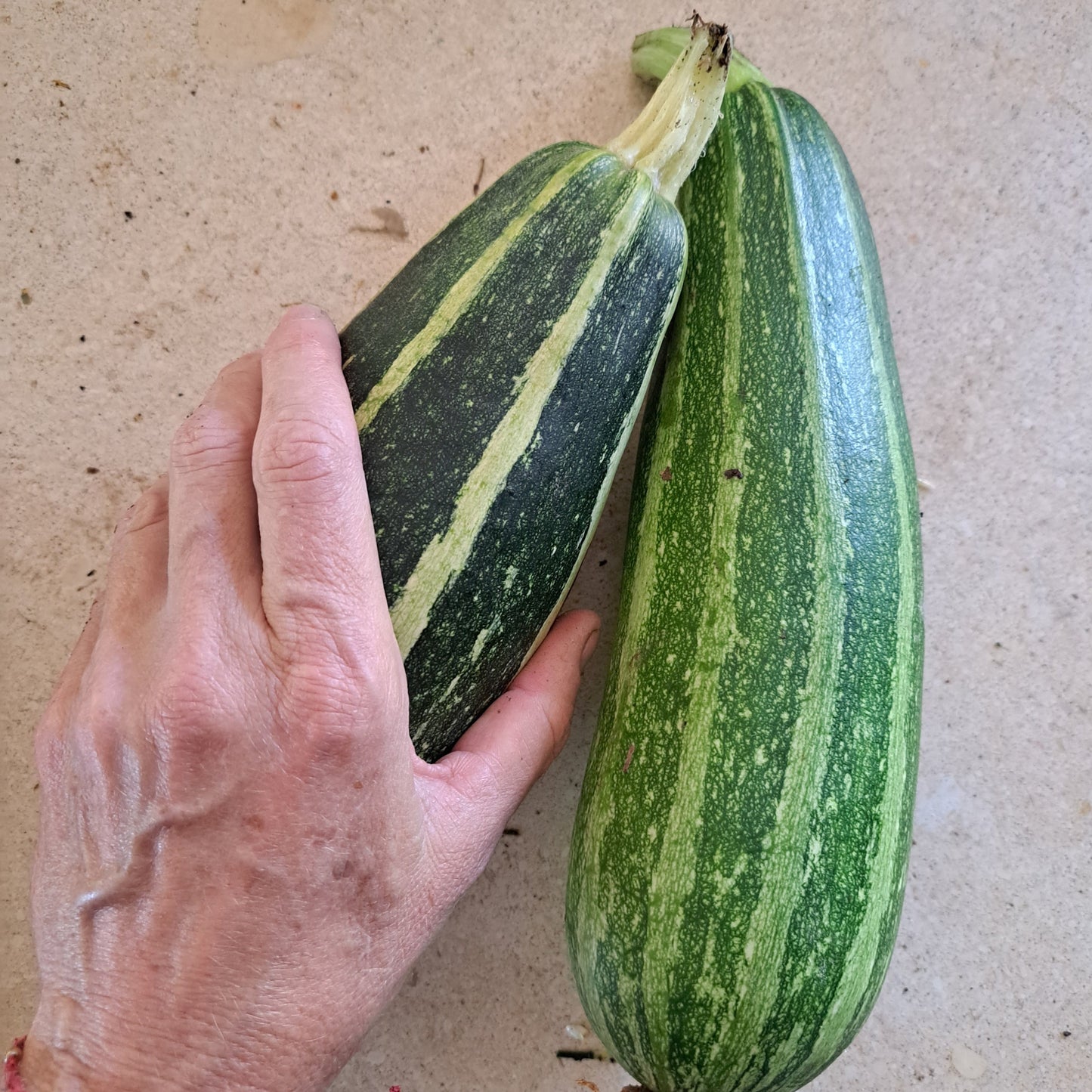 Zapallo Italiano