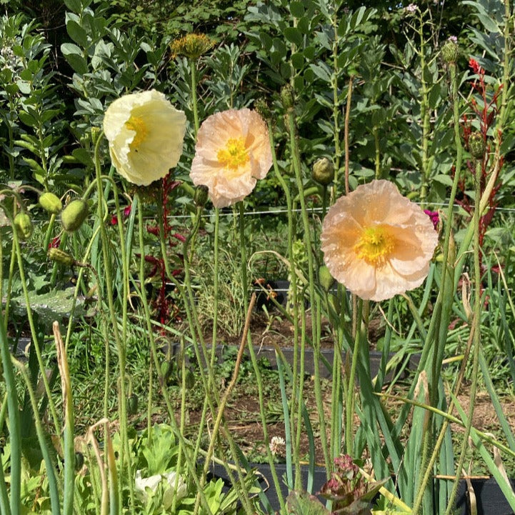 Amapola Islandica (Papaver nudicaule)
