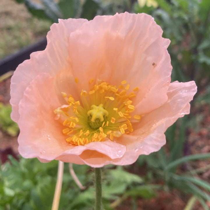 Amapola Islandica (Papaver nudicaule)
