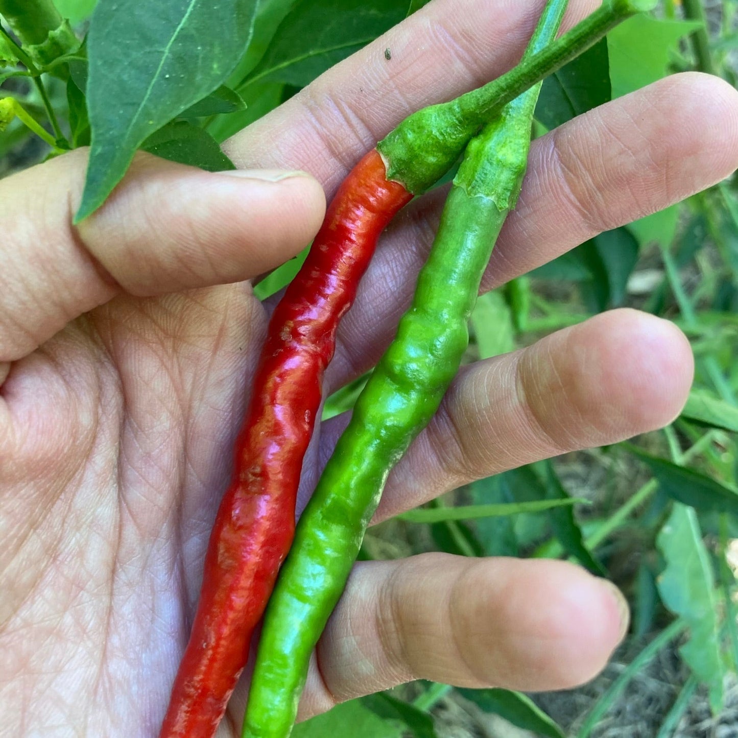Aji Fosforito