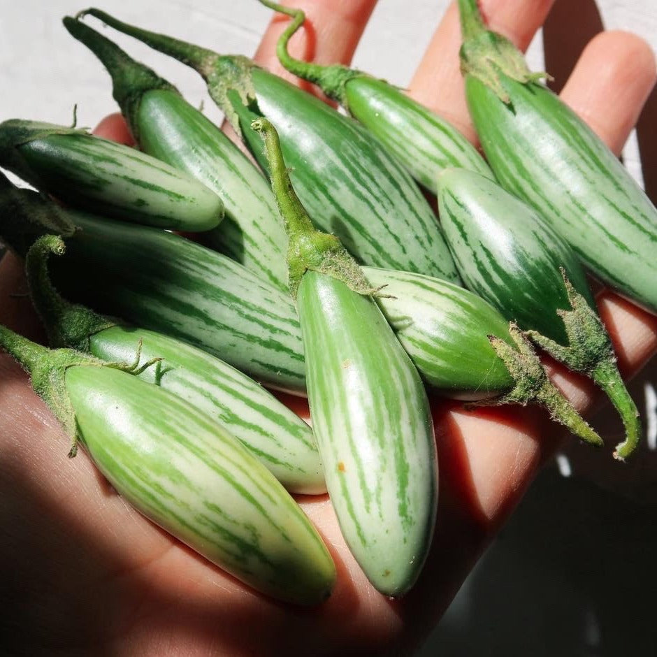 Berenjena Thai Green Frog Finger