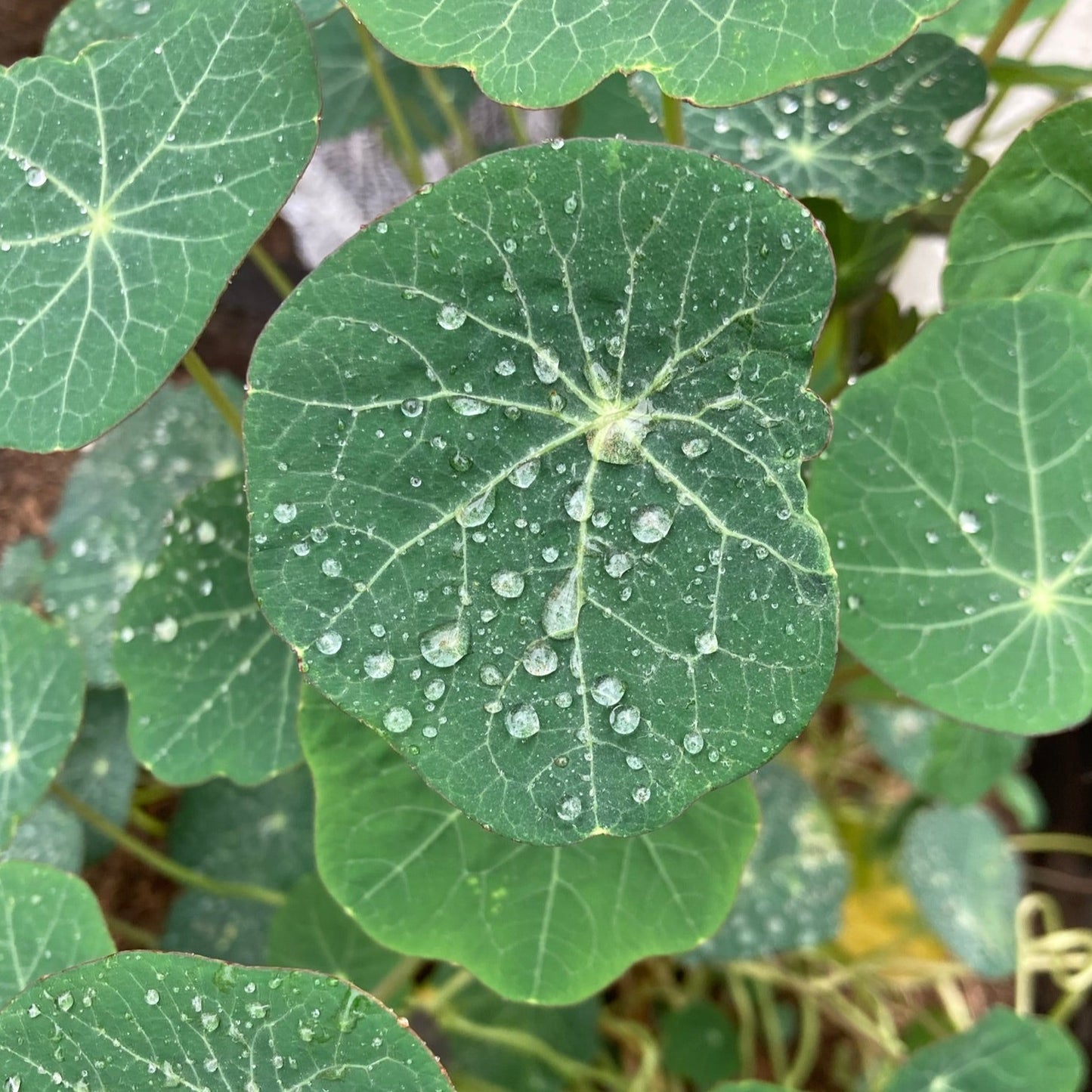 Capuchina