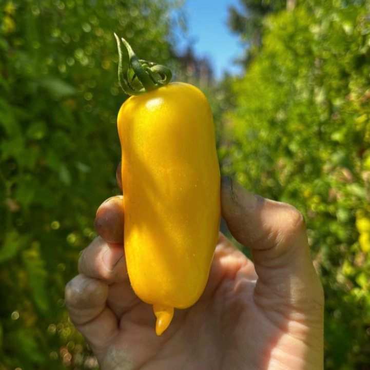 Tomate Banana Legs