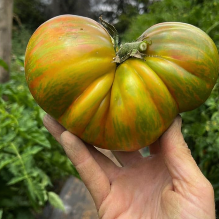 Tomate Berkeley Tie Dye PREVENTA