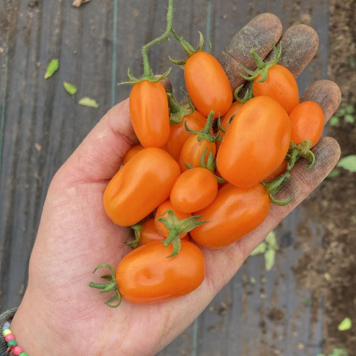 Tomate Cherry Naranjo
