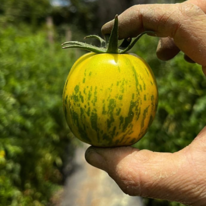 Tomate Green Zebra