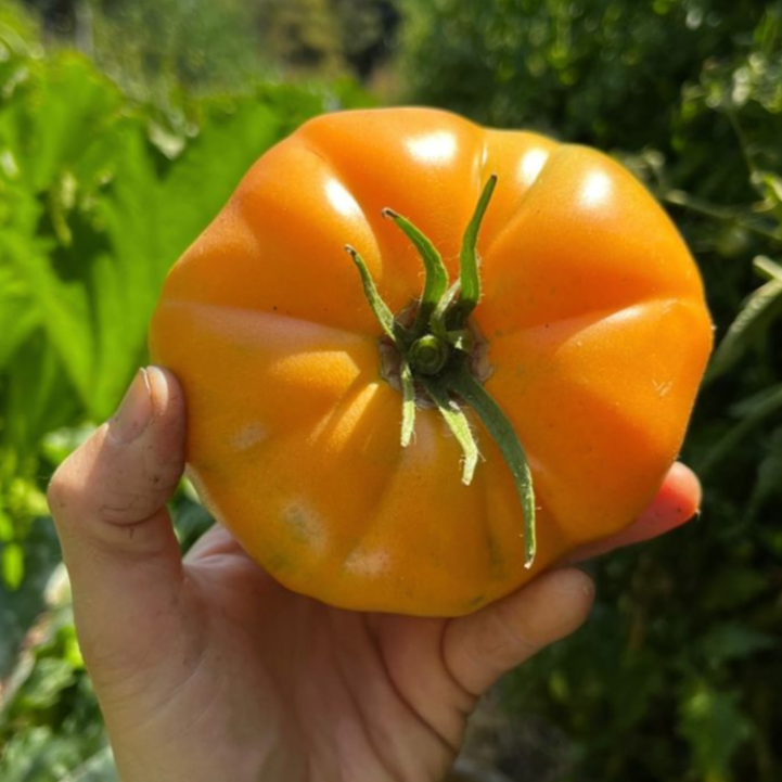 Tomate Hawaian Pineapple PREVENTA