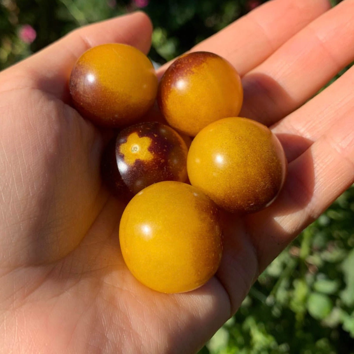 Tomate Indigo Gold Berries