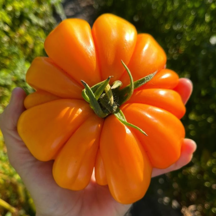 Tomate Orange Accordion PREVENTA