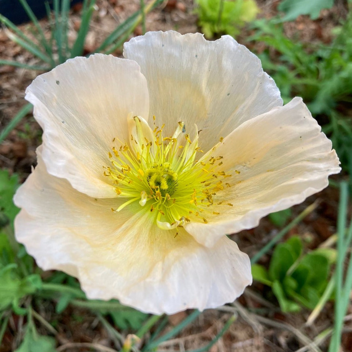 Amapola Islandica (Papaver nudicaule)