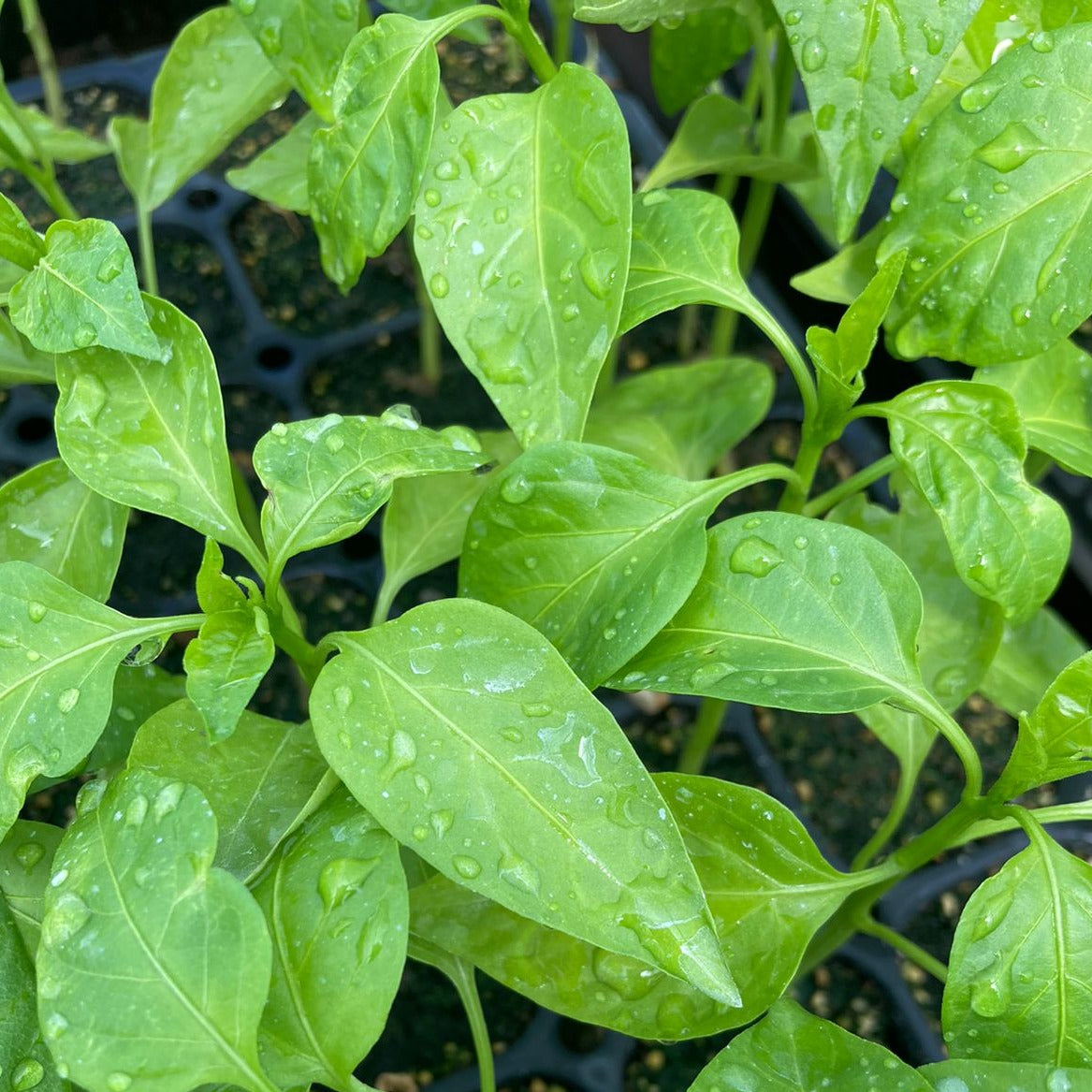 Pimiento Morrón (Trompito)