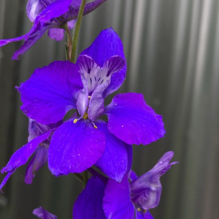Delphinium