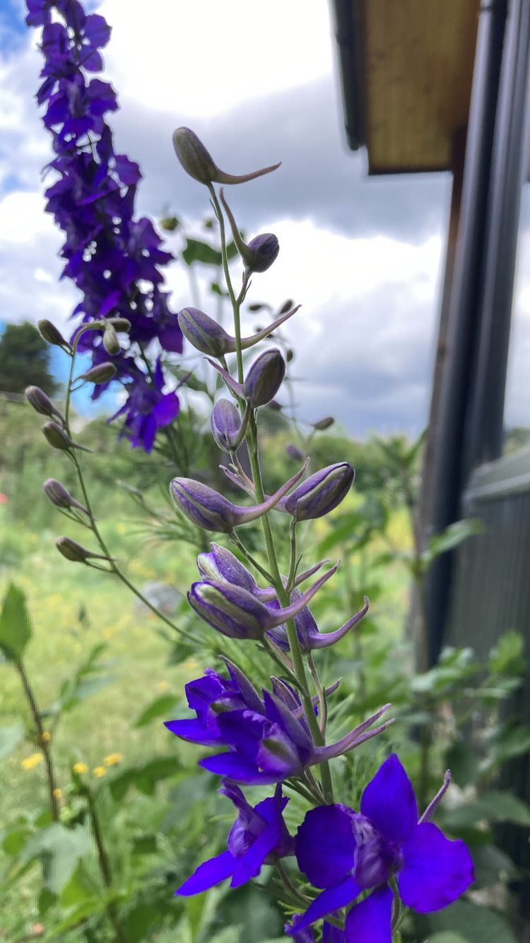 Delphinium