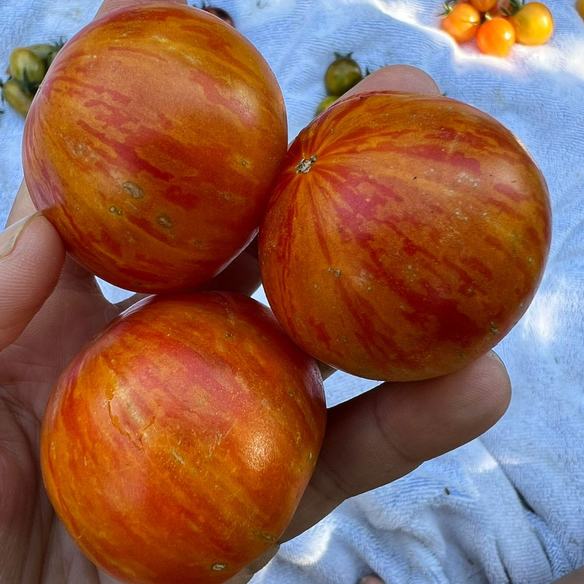 Tomate Tigrella