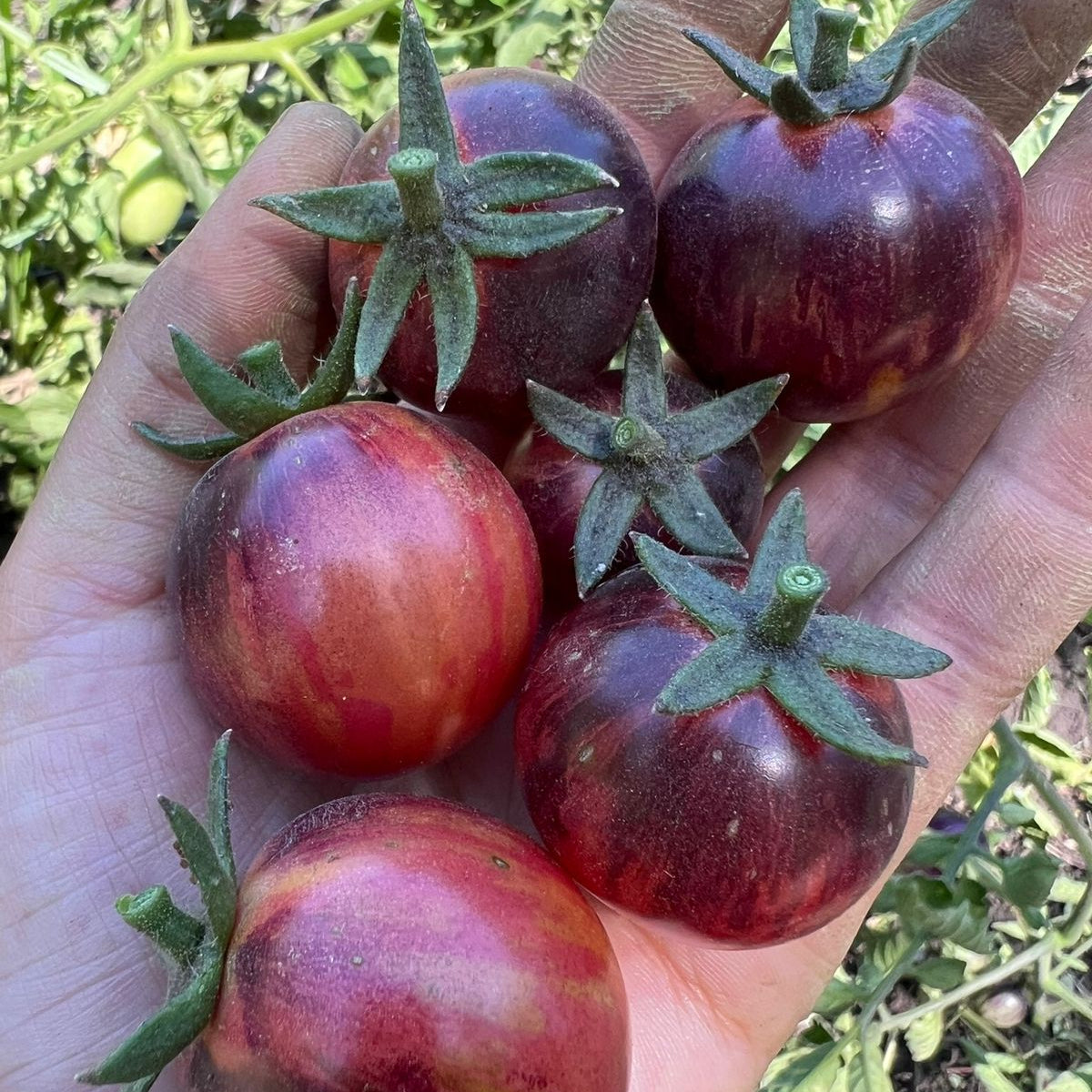 Tomate Black Strawberry