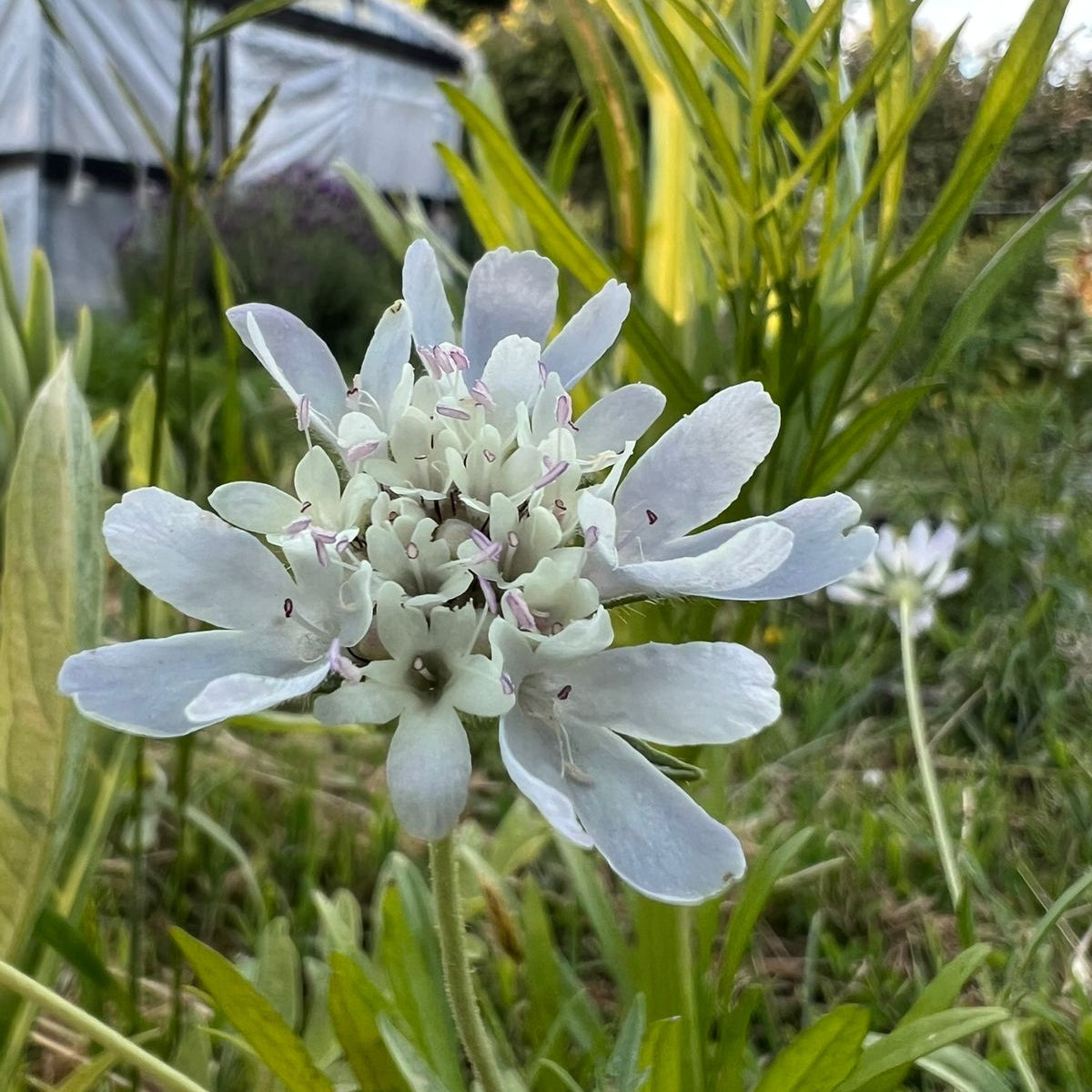 Escabiosa Stellata