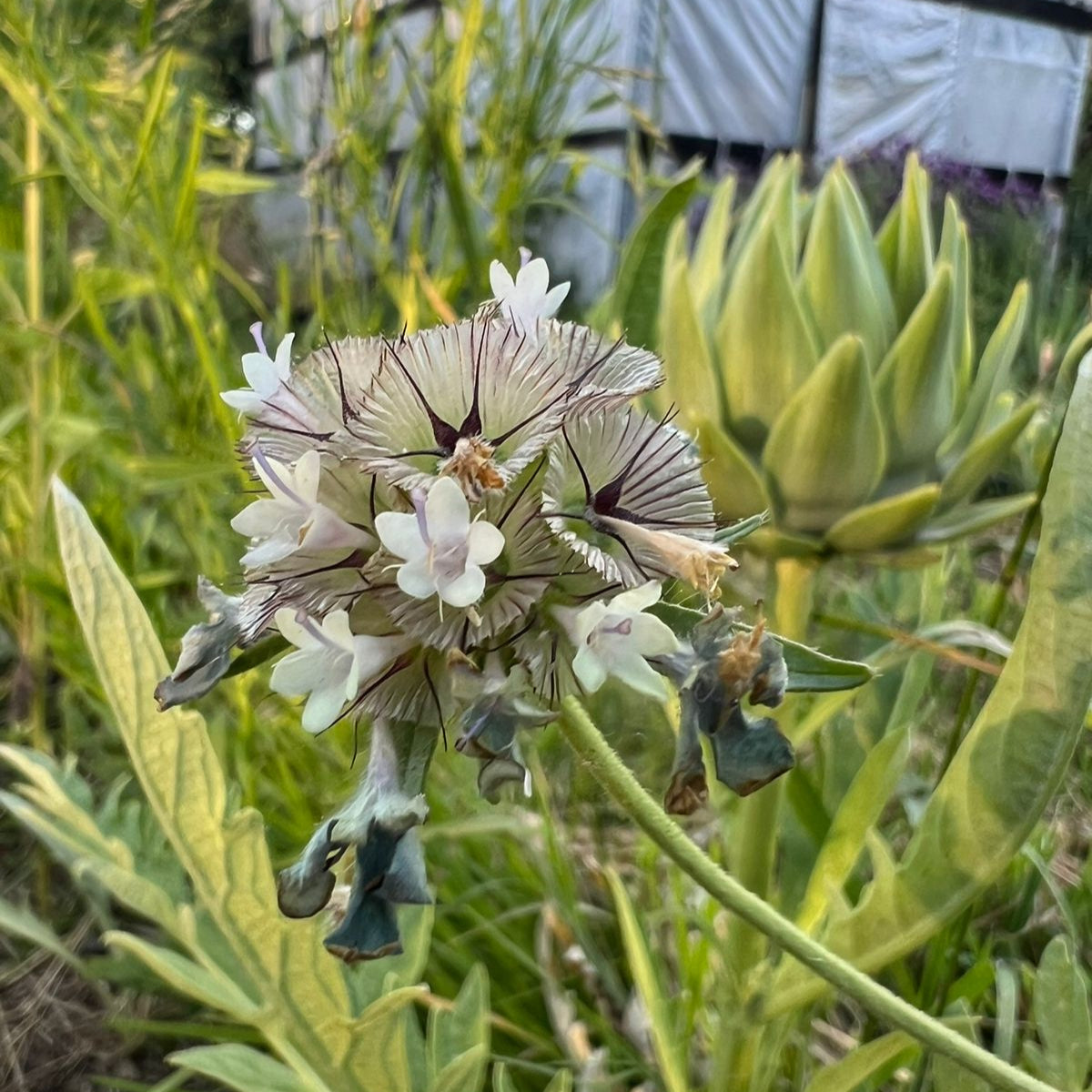 Escabiosa Stellata