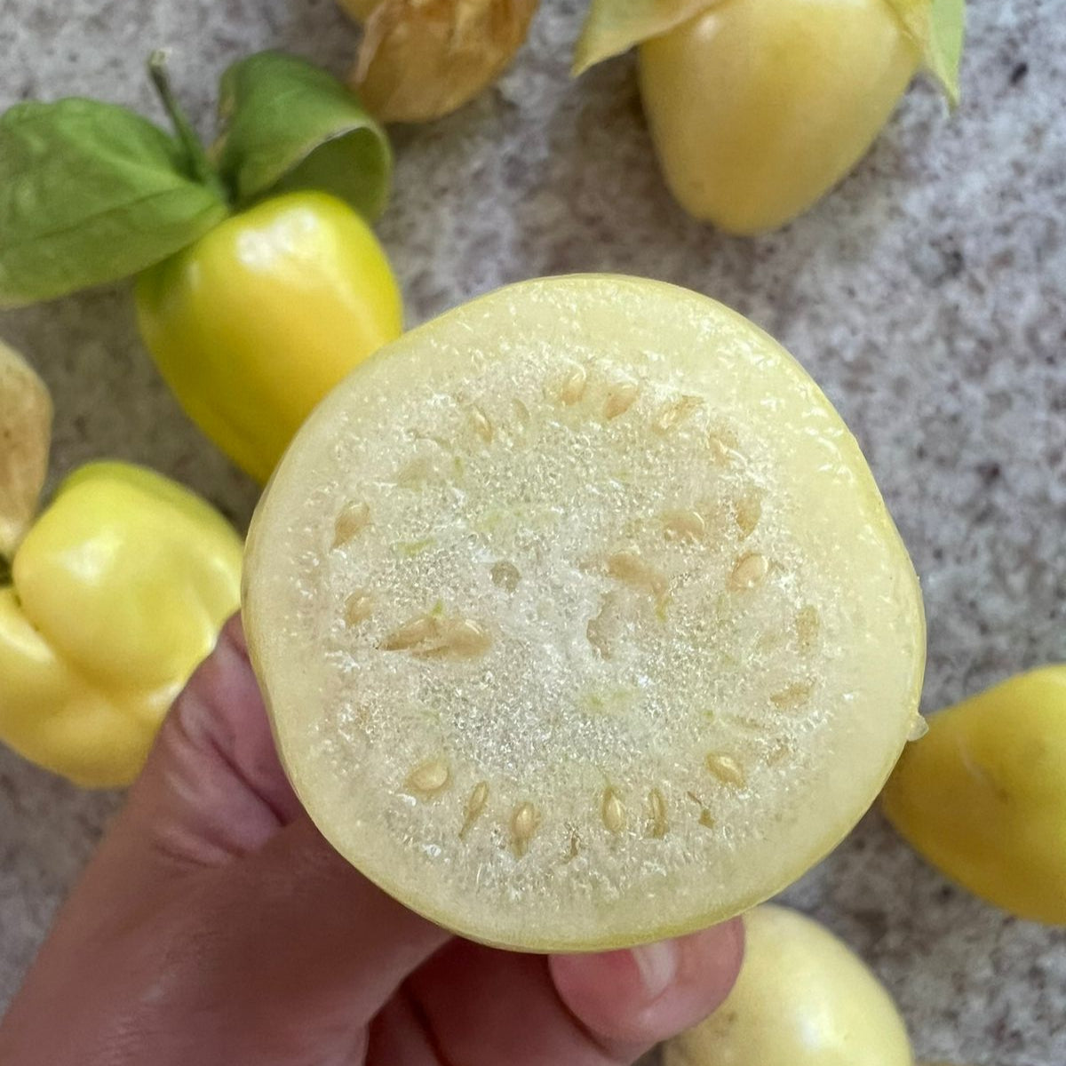 Tomatillo Queen of Malinalco