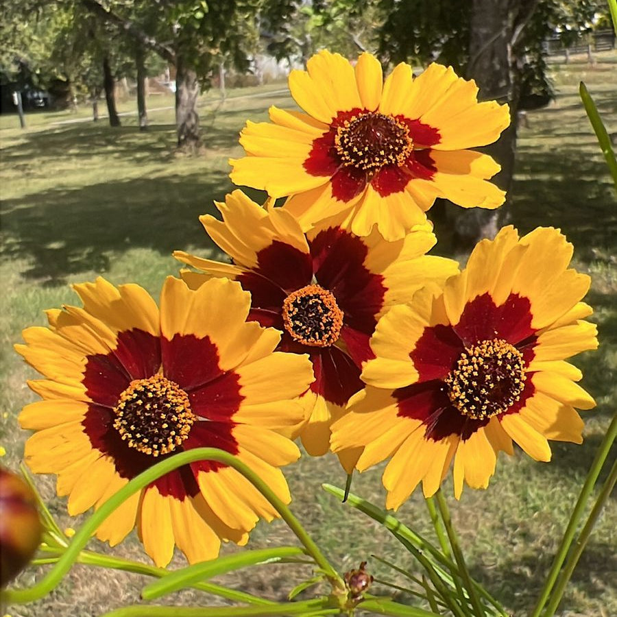 Coreopsis
