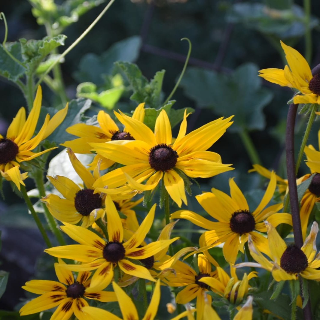 Rudbeckia (2ud)