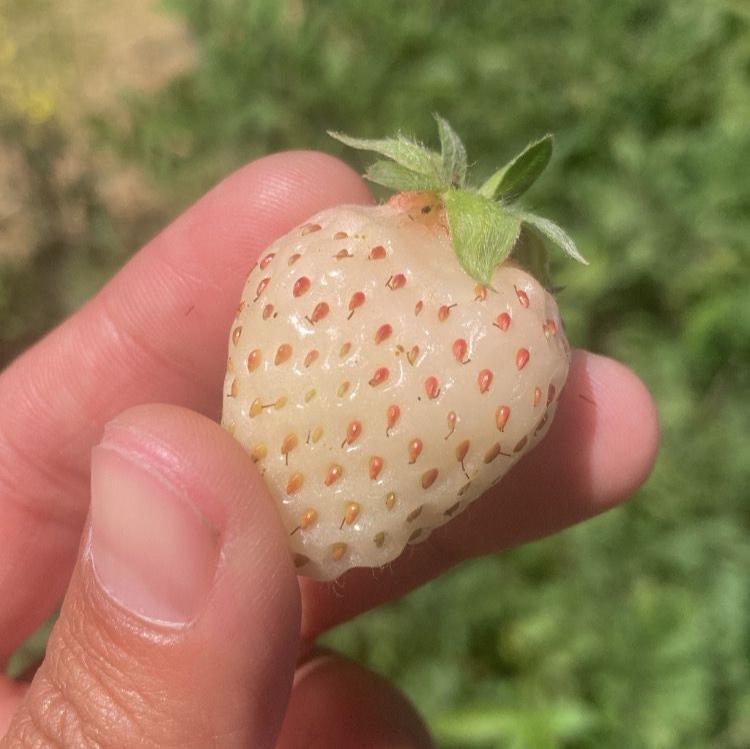 Jardinera Frutilla Blanca