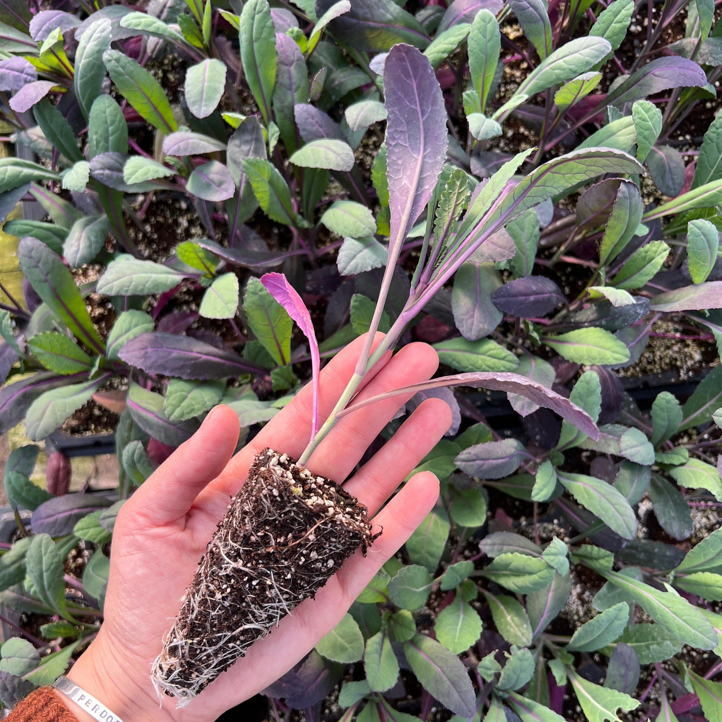 Kale Dazzling Blue (2ud)