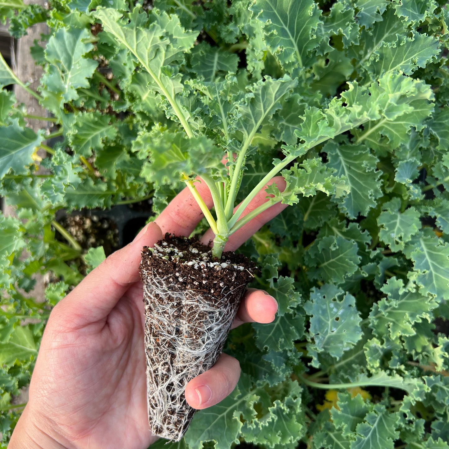 Kale Crespo Verde (2ud)