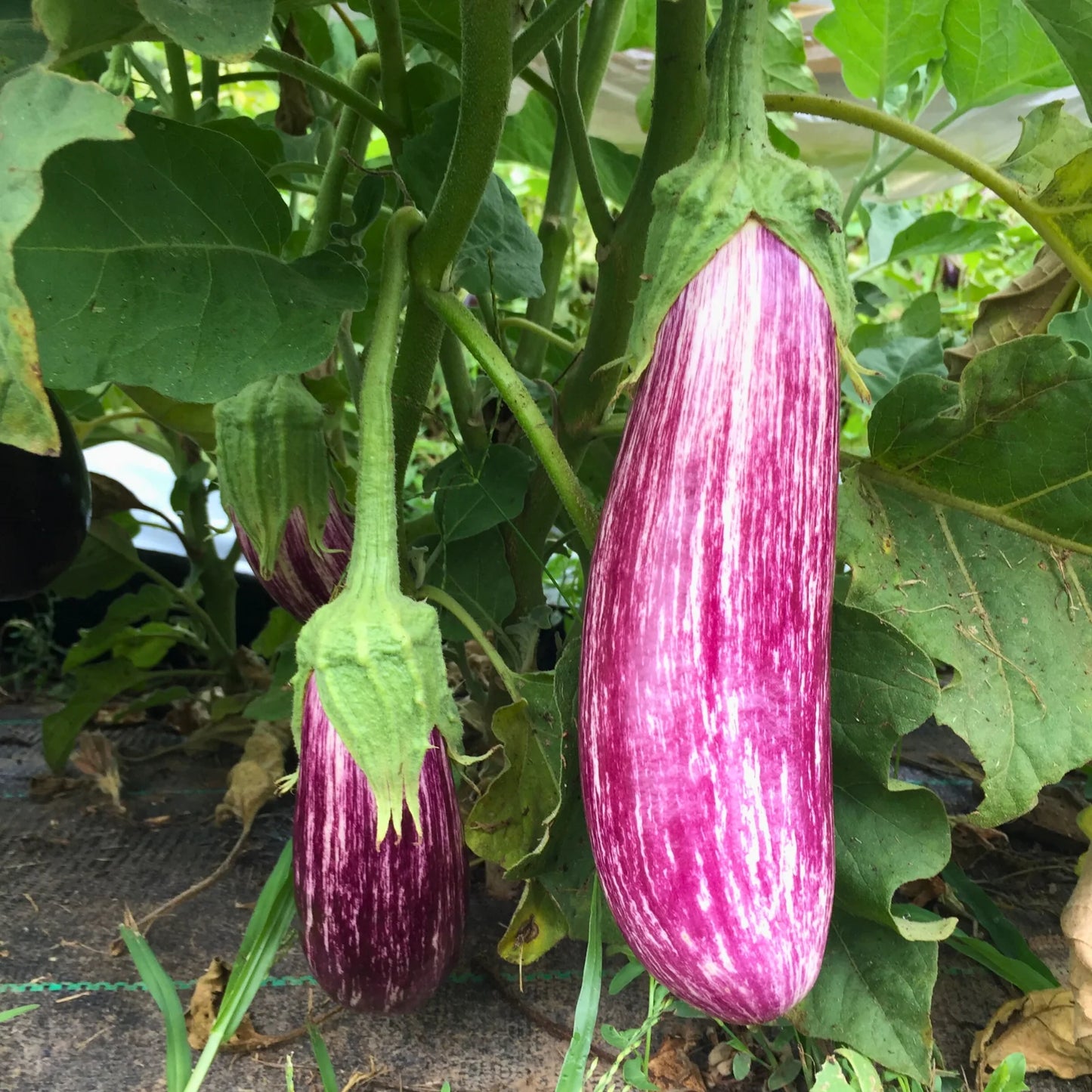Berenjena Listada de Gandia