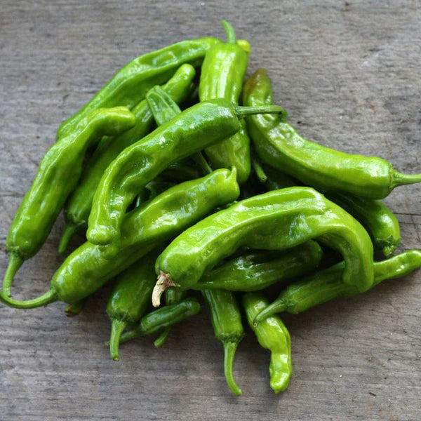 Aji Shishito