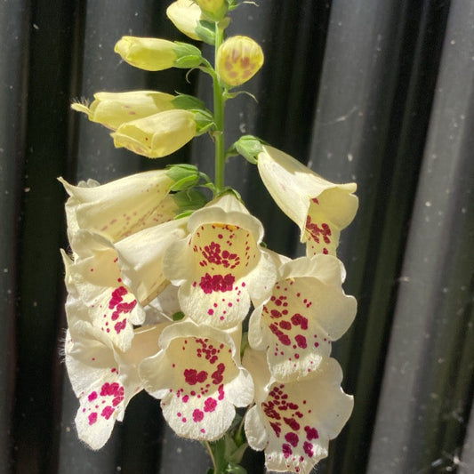 Digitalis