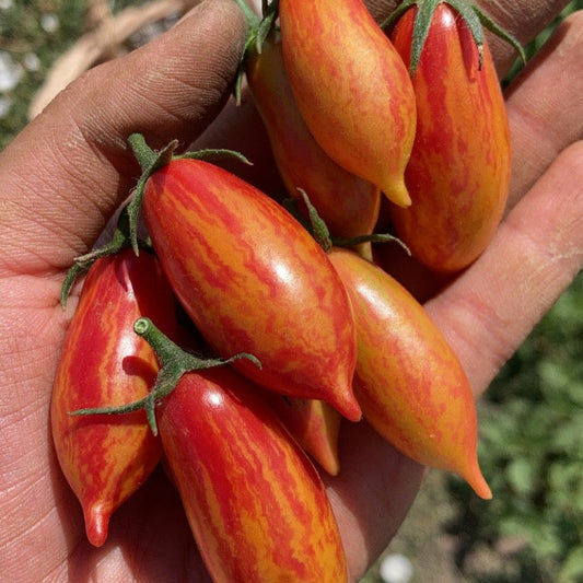 Tomate Pink Lady