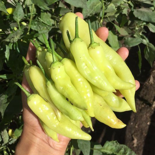 Aji Cristal