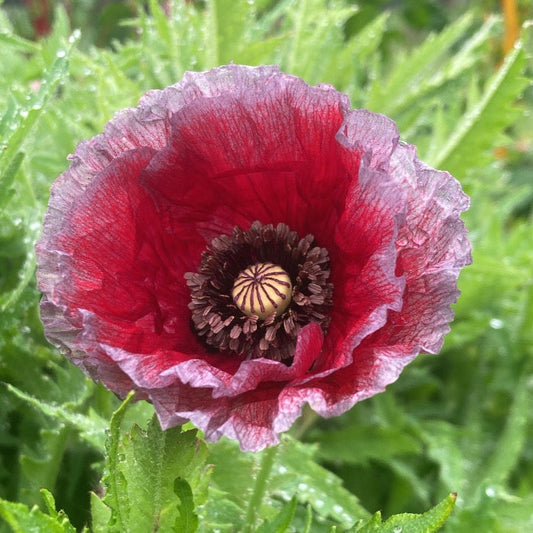 Amapola (Papaver rhoeas)