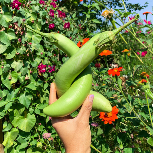 Berenjena Thai long Green