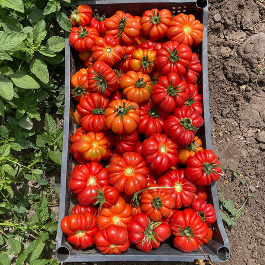 Tomate Costoluto Genovese