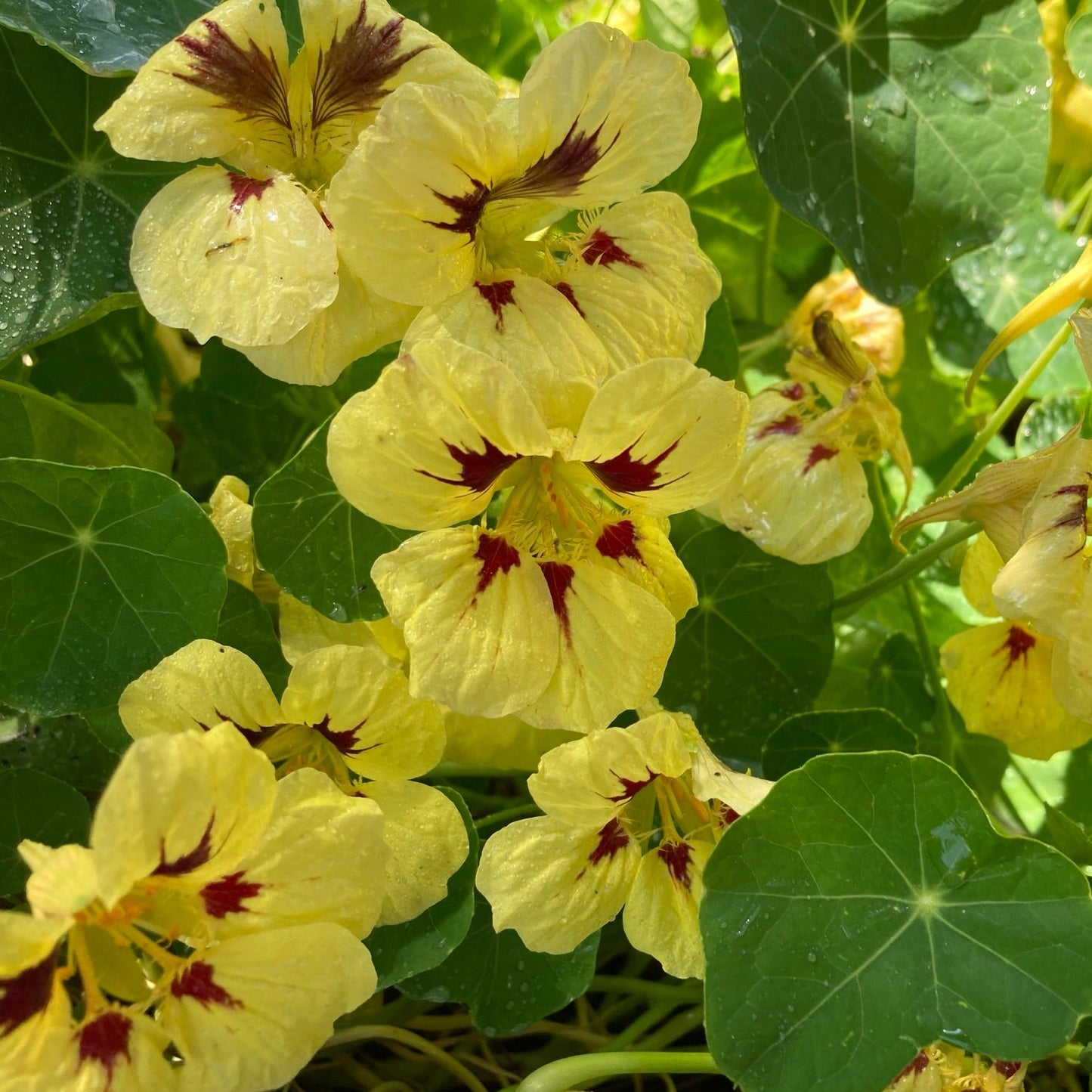 Capuchina