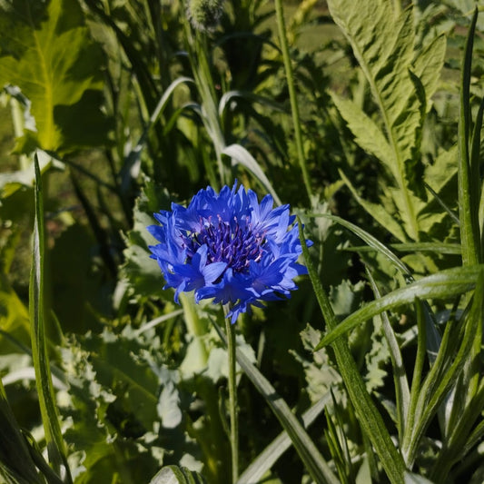 Centaureas (2ud)