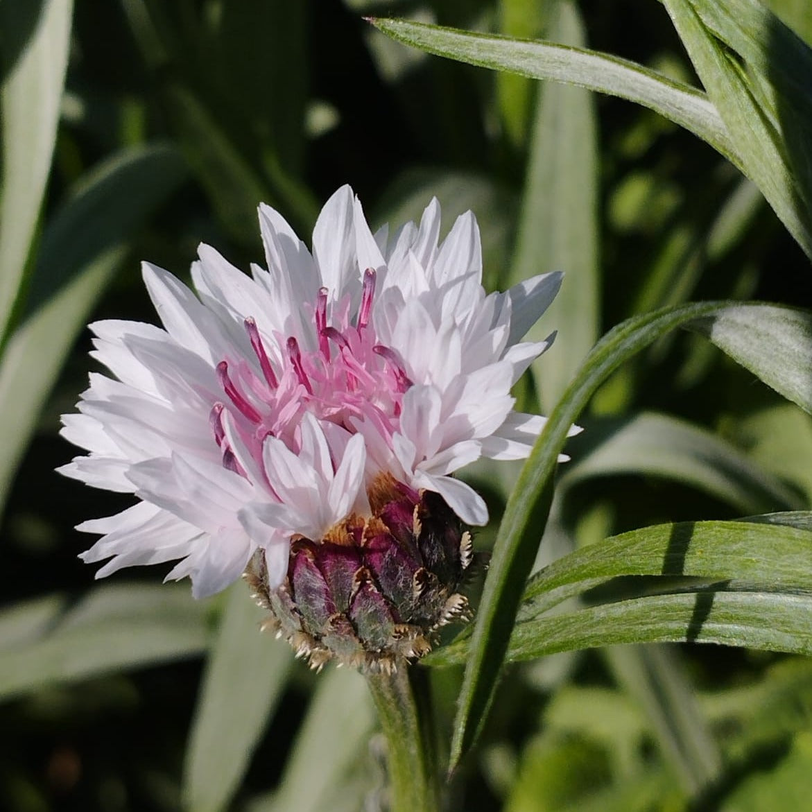 Centaureas (2ud)