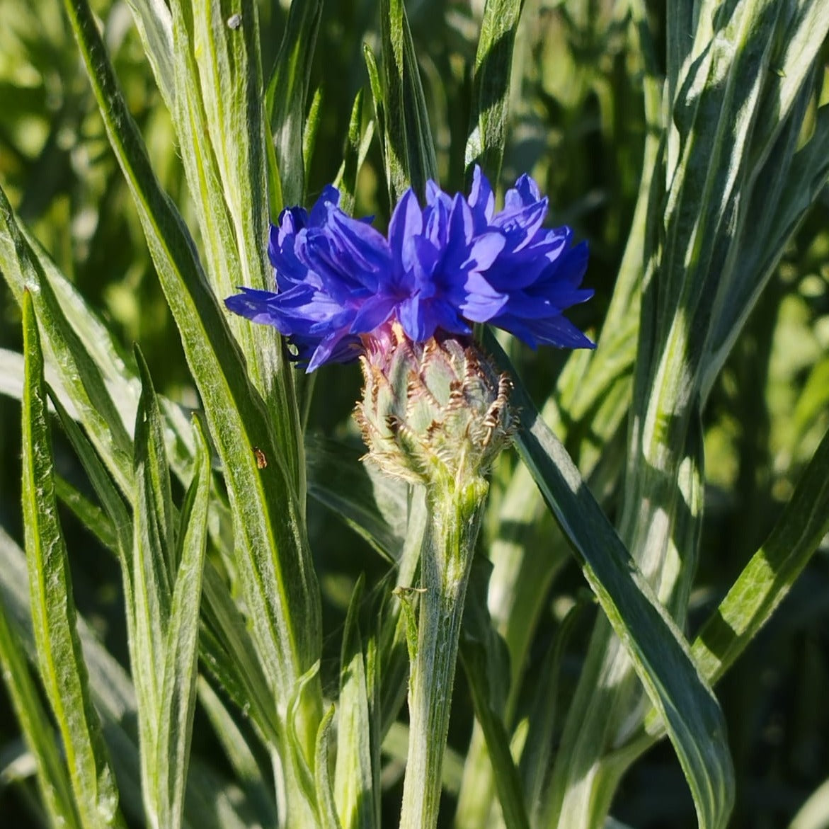 Centaureas (2ud)