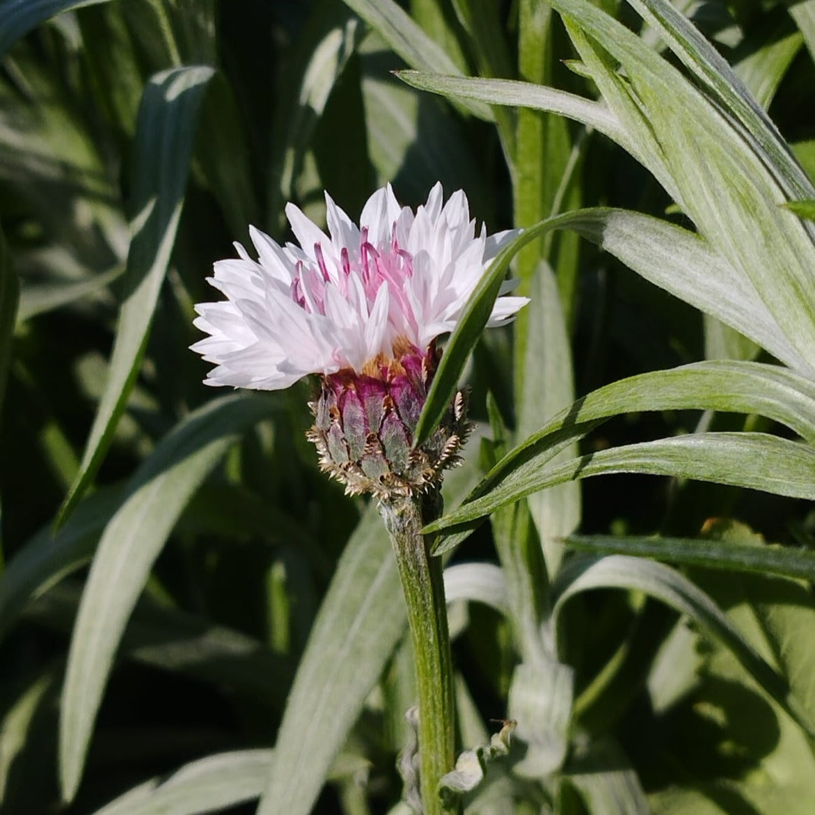 Centaureas (2ud)