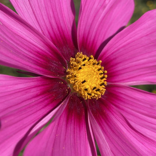 Cosmos