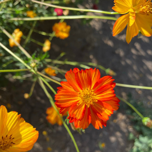 Cosmos Naranjo