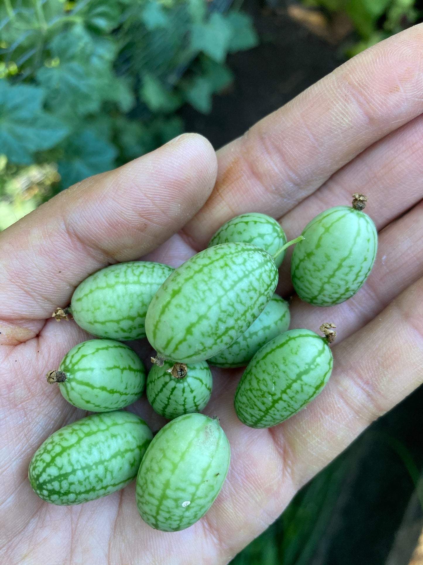 Cucamelon