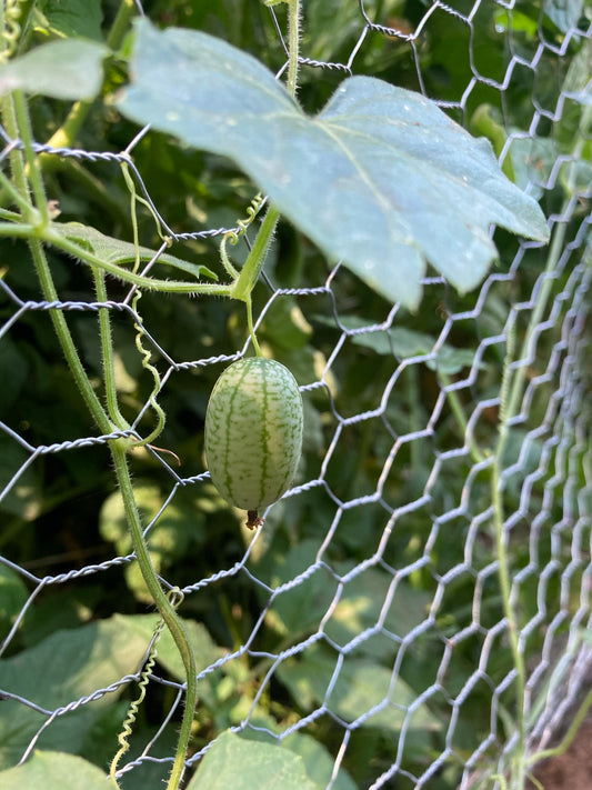 Cucamelon