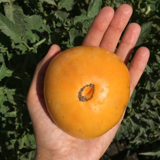 Tomate Anana Orange