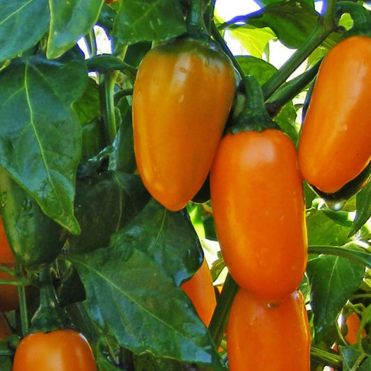 Aji Jalapeño Pumpkin Spice