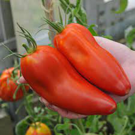 Tomate Jersey Devil