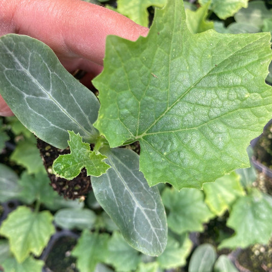 Luffa