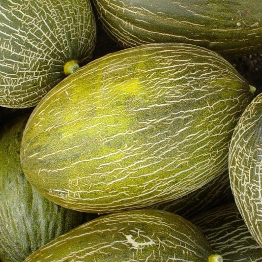 Melón Piel de Sapo