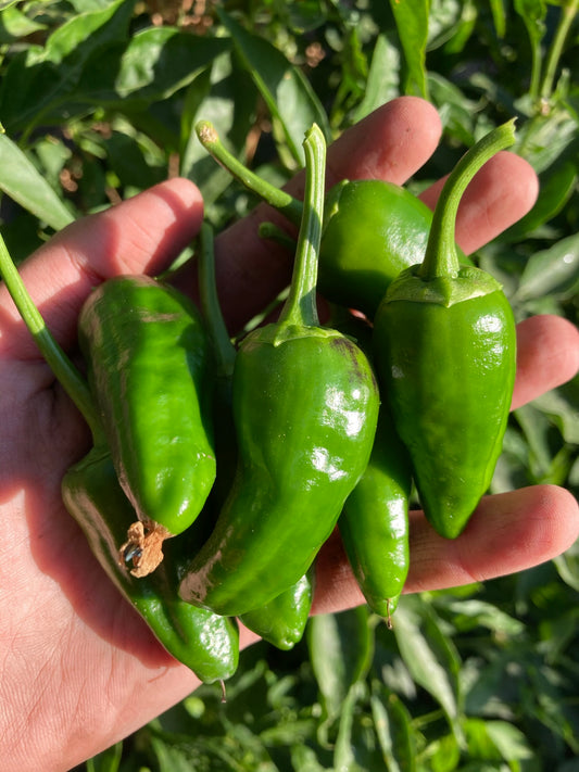 Pimiento Padrón